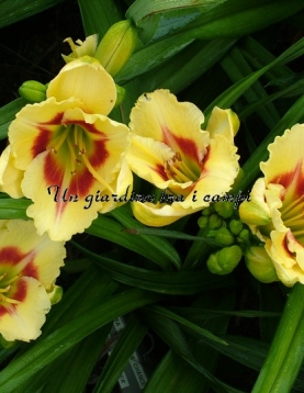 TETRA WINGS OF CHANCE