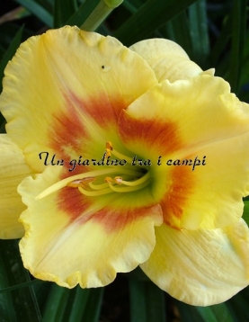 TETRA WINGS OF CHANCE