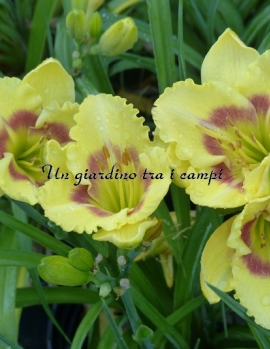 TETRA WINGS OF CHANCE