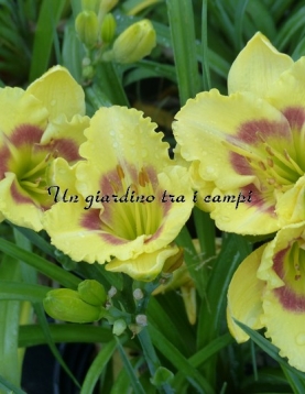 TETRA WINGS OF CHANCE