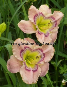 THROUGH THE LOOKING GLASS