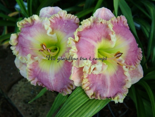 VANILLA LACE VANILLA LACE