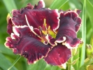 VELVET THRONE