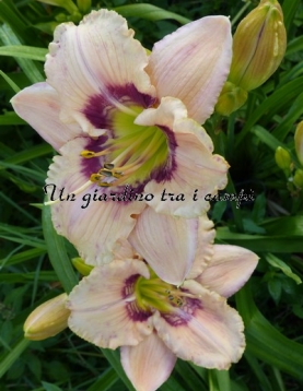 VICTORIAN GARDEN HEAVEN'S APPLAUSE