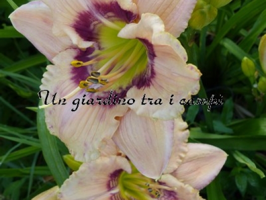 VICTORIAN GARDEN HEAVEN'S APPLAUSE VICTORIAN GARDEN HEAVEN'S APPLAUSE