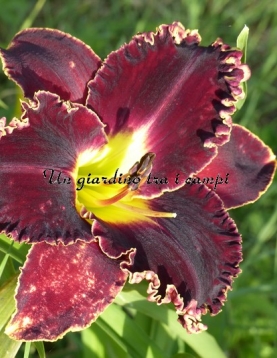 VICTORIAN GARDEN STAR BRIGHT