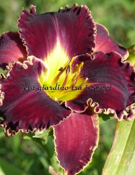 VICTORIAN GARDEN STAR BRIGHT