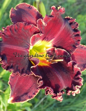 VICTORIAN GARDEN STAR BRIGHT