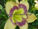 VIOLET STAINED GLASS