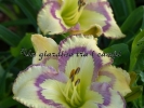 VIOLET STAINED GLASS