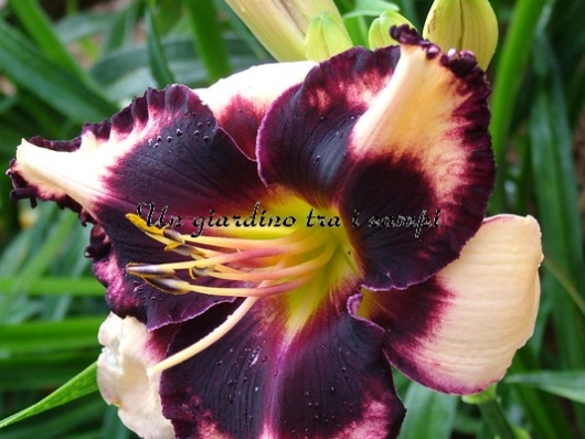 VOODOO MAGIC VOODOO MAGIC