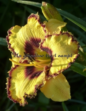 WICKEDLY WILD AND WONDERFUL