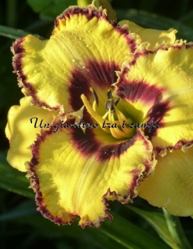 WICKEDLY WILD AND WONDERFUL