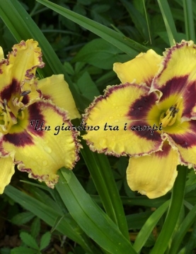 WICKEDLY WILD AND WONDERFUL