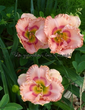 WILD CHERRY ROUND UP