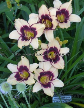 WINYAH DARK EDGE