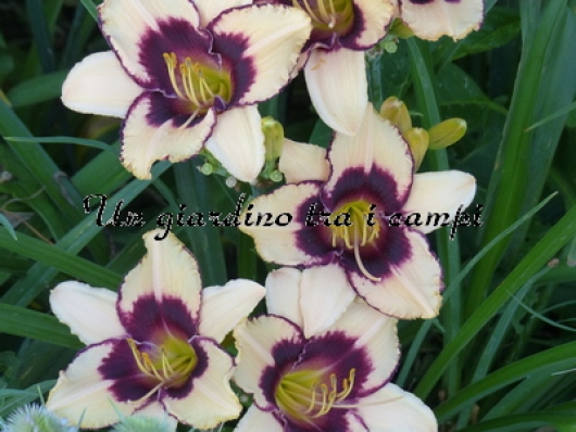 WINYAH DARK EDGE WINYAH DARK EDGE