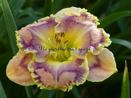 XYLOPHONE JAZZ XYLOPHONE JAZZ