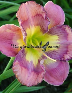 SDLG 13inp-F SDLG 13inp-F