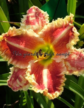 SDLG 13FRxLO-A SDLG 13FRxLO-A