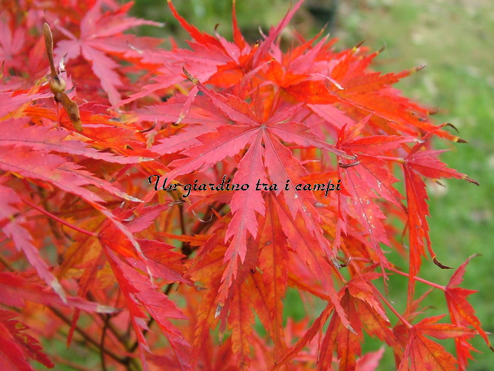 20 Semi Di Acero Giapponese Mure Hibari - Acer Palmatum 'Mure Hibari'